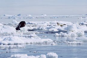 This ice floe may not save the seals for long. Orcas are known to force seals off of floating ice by creating waves or bumping against the ice itself.