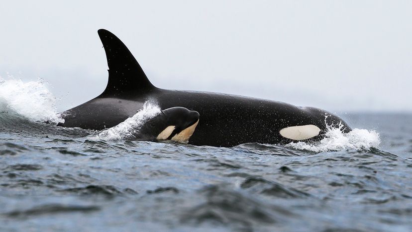 orca calf and mother