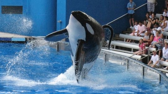 Why are orca called killer whales?