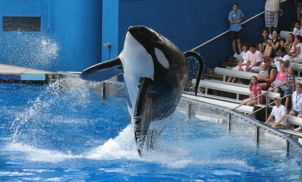 The Olympic Games in Sochi are set to feature a bizarre attraction: two killer whales. 