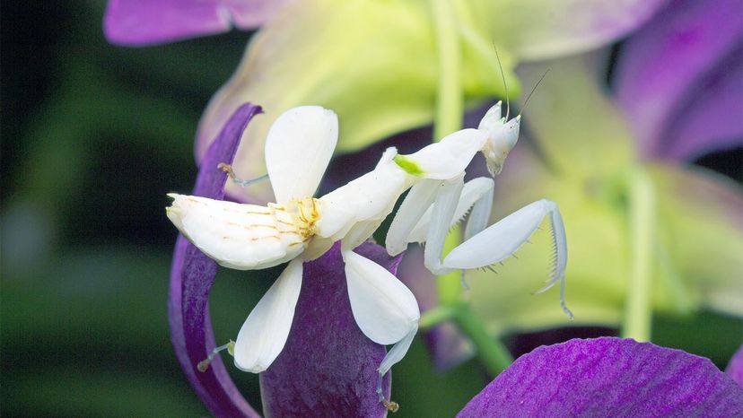 insect that looks like flower