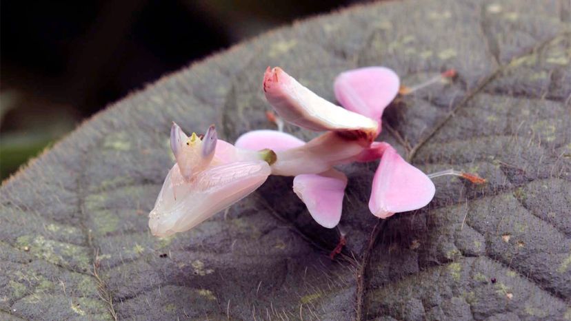 orchid mantis