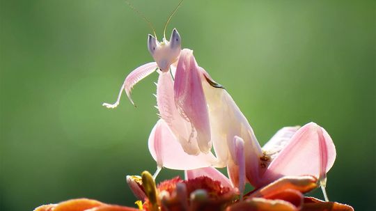 兰花螳螂看起来像一朵花,“刺”像一只蜜蜂”border=