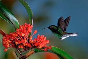 hummingbird, orchid
