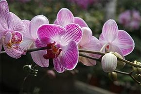 the Phalaenopsis or moth orchid