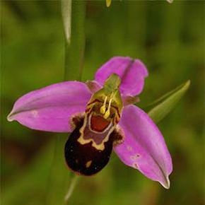 Ophrys apifera orchid