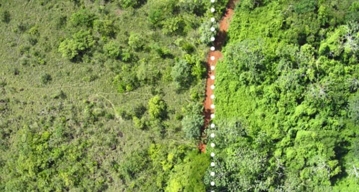 aerial view of forest