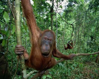 orangutan