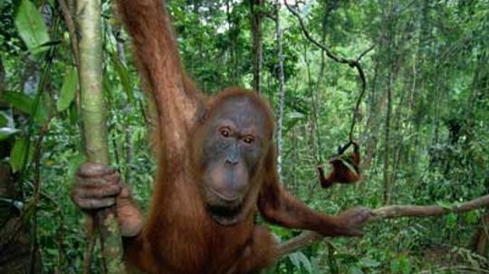 Are orangutans introverts?