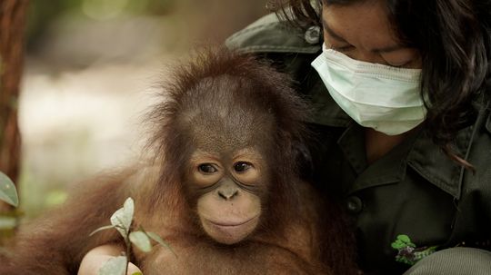 Orangutan Jungle School: Teaching Orangutans How to Be Orangutans