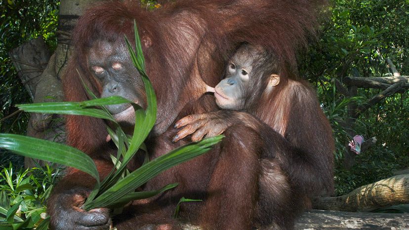 A new study finds that orangutan young are able to nurse for a significant portion of their lives. Peter Bischoff/Getty Images