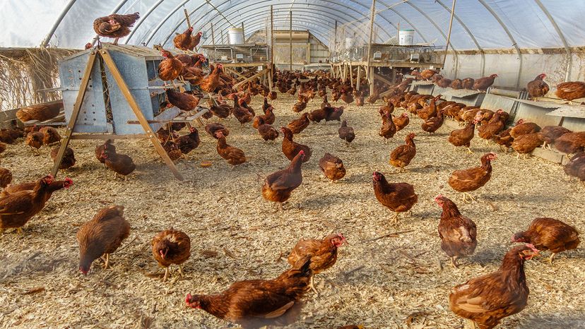 The Difference Between Cage-free, Pasture-raised & Free-range Chickens