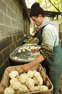 A farmer cleans vegetables at Atlas Farm, a certified organic farm 