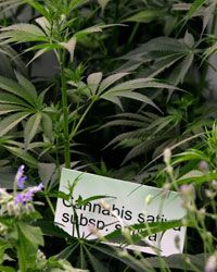 Cannabis sativa plants are displayed during the Chelsea Flower show held in London. The plants have been cultivated are grown strictly for their fiber.