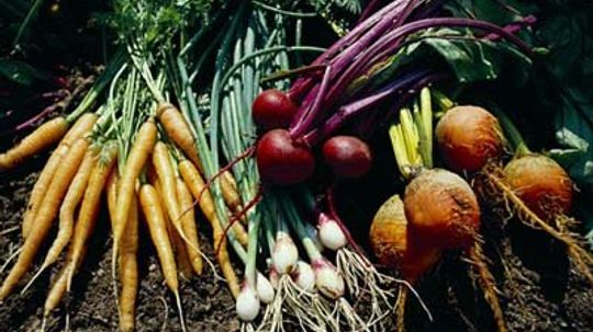 Organic Gardening Tips