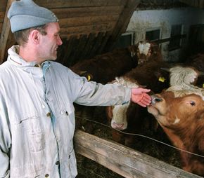 Organic farmer Johann Schaffer greets one of his organically raised cows on his farm in Arnbruck, Germany. Demand for organic products has increased in the wake of food-industry related scares like mad cow disease.