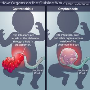 illustration organs outside