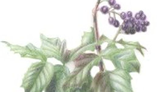 Oregon Grape: Herbal Remedies