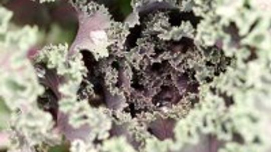 Ornamental Cabbage, Ornamental Kale