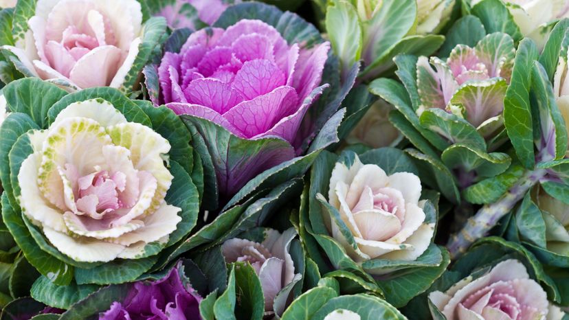 White and violet ornamental cabbage