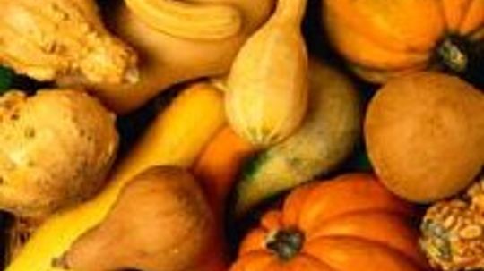 Ornamental Gourds