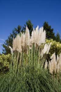 Ornamental pampas grass is often used for screening purposes or creating borders.