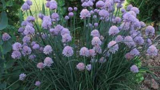 Ornamental Onion