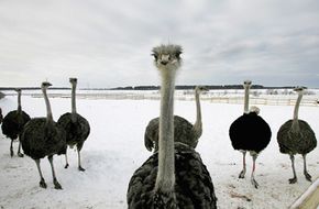 Ostriches are raised for their lean red meat. These ostriches are seen at a commercial farm.