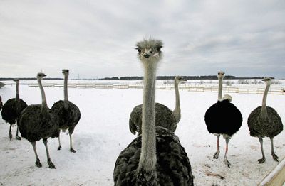 Ostrich: flightless wildlife animal with long legs.