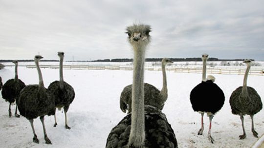 Why do ostriches have red meat instead of white?