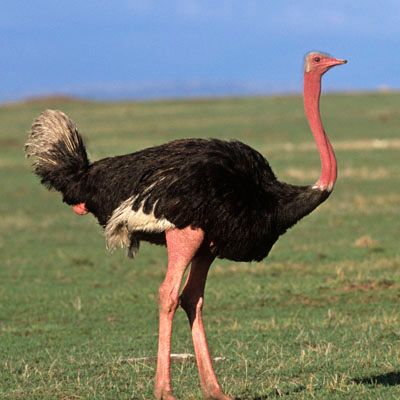 ostrich