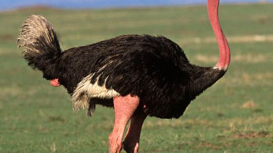 Ostrich Facts