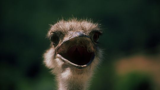 Do Ostriches Really Bury Their Heads in the Sand?