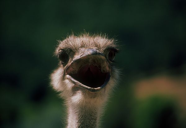 Ostrich in African nature with beak.