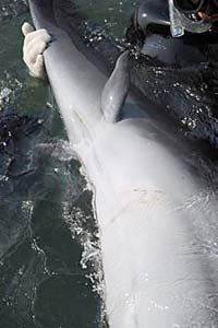 dolphin with leg-like appendages
