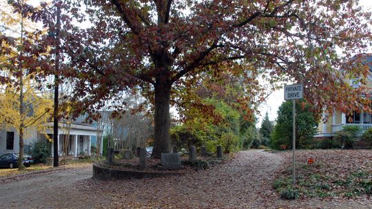 A 'Tree That Owns Itself' Grows in Athens, Georgia