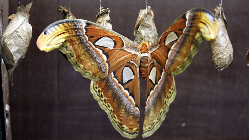 The science behind the Moth Atlas