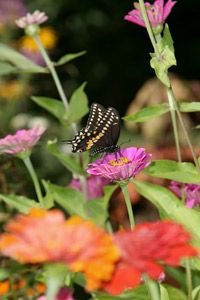 Butterflies need places to feed through all four stages of their lives.