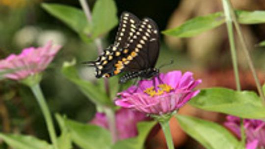 How to Attract Butterflies to a Backyard