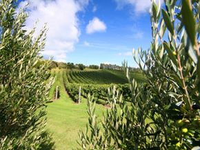 奥克兰是新西兰最古老的葡萄酒公司之一。查看我们收集的葡萄酒图片。＂width=