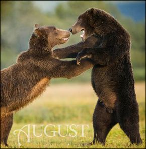 In august, bears do what they do best: eat, relax and eat some more.