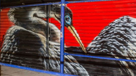 Audubon Mural Project Artists Paint Birds on the Brink