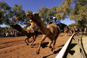 Camel racing is a rather unique Australian sporting tradition.