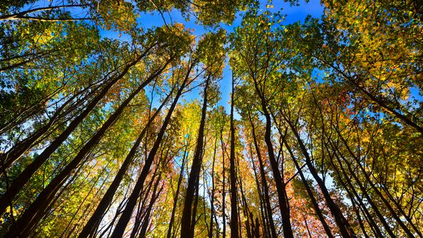 trees in fall