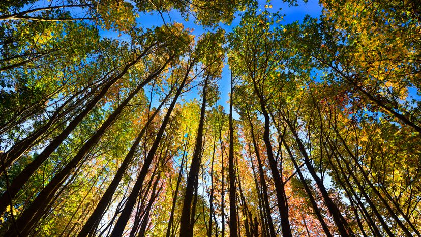 Trees in autumn