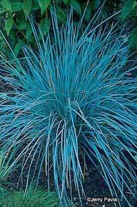 It's not surprising that avena grass also is known as blue oat grass.