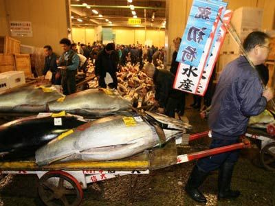 tsujiki fish market