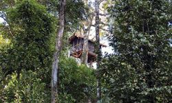 There's probably no better spot in the Amazon to spend the night than in a tree house, and there's no better tree house than the Canopy Tree House Suite at the Inkaterra Reserva Amazonica.