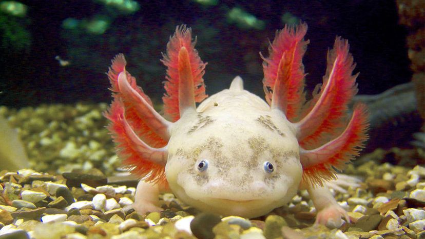 axolotl habitat