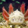 Where Do Axolotls Live and Why Do They Look So Strange?